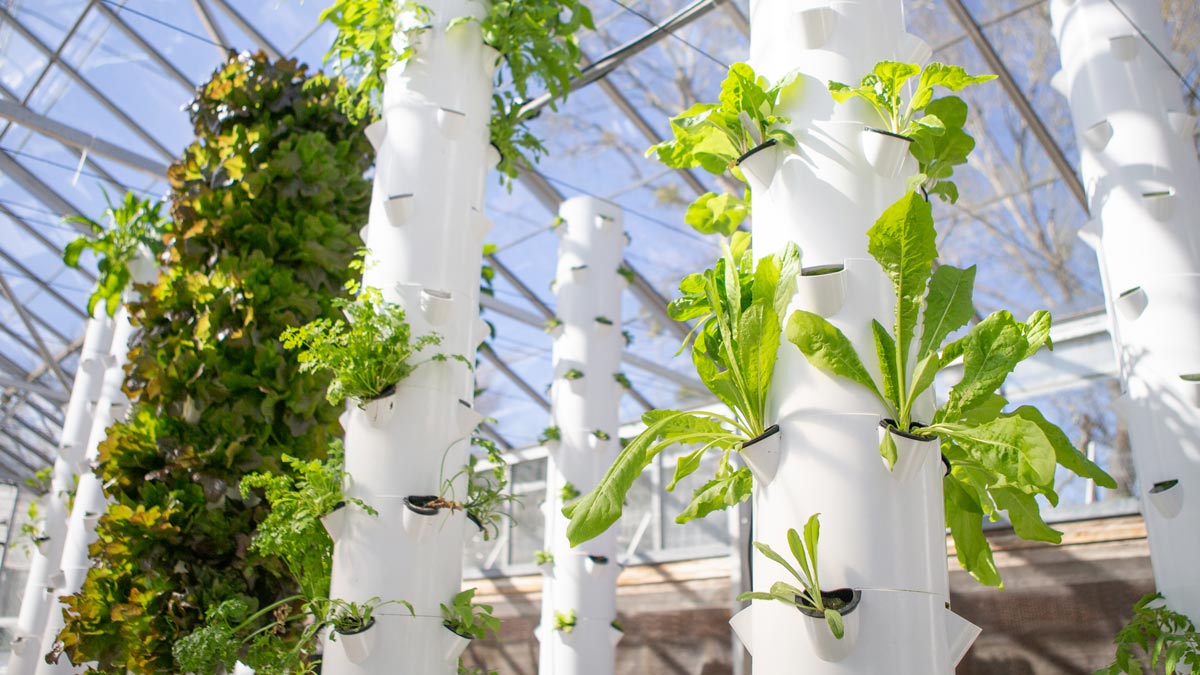 Various leafy plants sprouting from white, vertical gardening structures